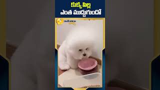 కుక్క పిల్ల ఎంత ముద్దుగుందో #funnyshorts #funnyvideo #funnydog #idendiramaccha