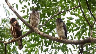 アオバズクの巣立ち（4羽の幼鳥と2羽の親が勢揃い）