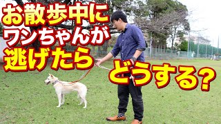 お散歩中に愛犬が逃げたらどうする？実践トレーニング！