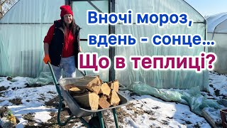 Вночі мороз, вдень- сонце… Що в теплиці?