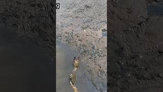 sampai kewalahan mengikat kepiting di pulau ini