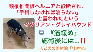 《犬の整体》頚椎椎間板ヘルニアと診断されたというイタリアン・グレイハウンドの『筋緩め』施術前・施術後の状態動画