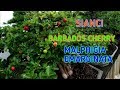 Pohon Sianci/ Barbados Cherry (malphigia emarginata) Bonsai Kaya Vitamin C