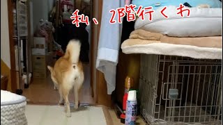 おいでを無視して2階に上がるが待ち伏せしていた柴犬