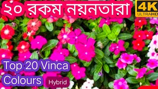 Top 20 Hybrid Vinka Colour / ২০ রকম নয়নতারা ফুলের কালার / Sadabahar Kisanu Home Garden