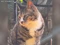 一只凭实力混上编制的狸花猫！ 猫咪 流浪猫逆袭 狸花猫