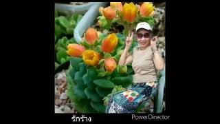 รักร้าง  พัชราแวงวรรณ 23/6/2021