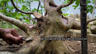 Tauchi Bonsai Material Care And Branch Enlargement