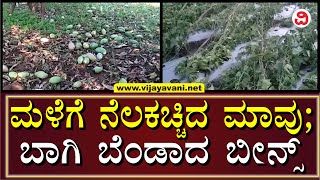 Thunderstorm Causes Massive Loss Of Crops In Kolar | ಬಿರುಗಾಳಿ ಮಳೆಗೆ ನೆಲಕಚ್ಚಿದ ಬೀನ್ಸ್​ ಹಾಗೂ ಮಾವು ಬೆಳೆ