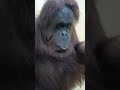 茶臼山動物園 嬉しそうなフジコちゃん🎵 オランウータン