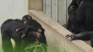 ジンとイブキ　フブキとサクラ　Gin and Ibuki  Fubuki and Sakura  チンパンジー　多摩動物公園