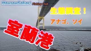 【北海道】　室蘭港　ソイ　アナゴ狙い　生態調査