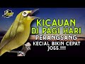 Masteran Kecial Kuning Di Pagi Hari Ampuh Jadi PERANGSANG Bikin Kecial Cepat GACOR‼️| PEPADU KECIAL