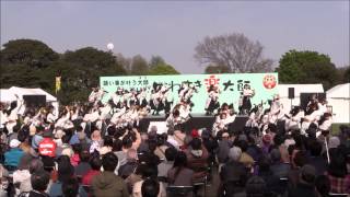 第11回かわさき樂大師厄除よさこい2015～早稲田大学”踊り侍”