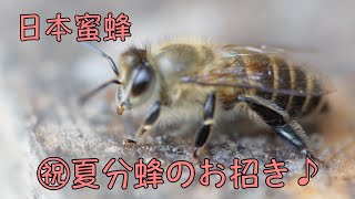 ニホンミツバチ夏分蜂の捕獲に成功【日本蜜蜂】