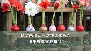 【海媽園藝課堂59】蠟封朱頂紅一次性太殘忍？5步教你盆栽扶壯|Waxed Amaryllis Bulbs