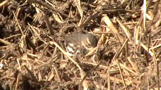 神奈川県の野鳥:冬になるとやってくるタヒバリ(20131201 100634)