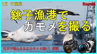 1月 銚子漁港でカモメを撮る　日本で観れる主なカモメ　OM-1 P1000 野鳥撮影　野鳥