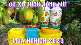 CÁCH XỊT KÍCH BÔNG MÍT .MÙA NGHỊCH 2023