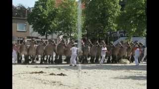 Belgian Draft Horses and Dutch Draft Horses-IJZENDIJKE 2013