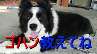 散歩からゴハン！勝手口にGoボーダーコリー