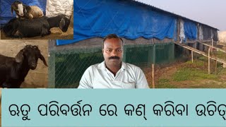 ଏହି ବଦଳୁ ଥିବା ଋତୁ ରେ ଛେଳି ମାନଙ୍କର କିିପରି ଯତ୍ନ ନେବେ | Sainik Farm | ଛେଳି ଚାଷ