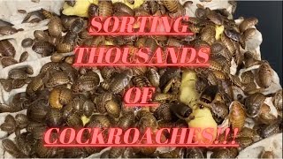 SORTING THOUSANDS OF COCKROACHES!! (Dubia Roach Bin Setup)