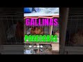 Gallinas de postura en jaula gallinas ponedoras de huevos #shorts #gallinas #huevos