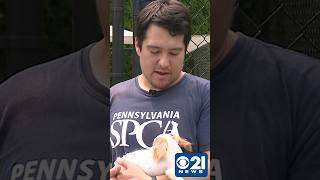 SPCA shelters at full capacity after 170 dogs rescued from PA home #news #puppy