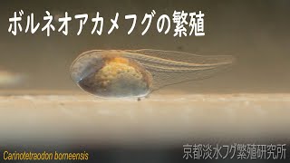 ボルネオアカメフグの繁殖：仔魚の孵化