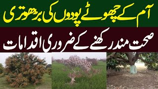 How to Take Care Mango Small Plant | Mango Farming In Pakistan || Kissan Pakistan