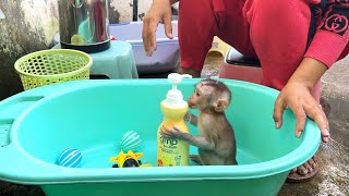 MODY Obediently Sit Holding Shampoo Wait For A Morning Bath