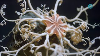 World Ocean Day: NorCal scientists show why healthy oceans are vital in fighting the climate crisis