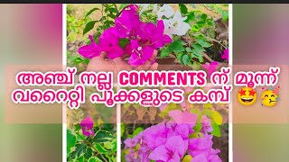 അഞ്ച് നല്ല commentsന് മൂന്ന് വറൈറ്റി പൂക്കളുടെ കമ്പ് 🤩🥳🙌🏽#bogainvillea#kambukal#forfree🥰🥳