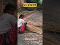 कोकणात भात झोडनी kokancha vaibhav कोकण trending video भात शेती