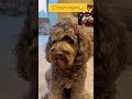 i can’t help myself🤣 cutedog funnydogs doglover