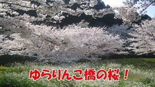 糸島市　二丈佐波　ゆらりんこ橋付近の美しい桜！