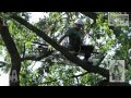 mistrovství Čr ve stromolezení czech treeclimbing championship