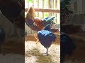 import new chicken .ចូលបាថ្មី subscribe_bell videoshorts