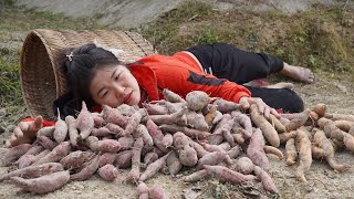 Harvesting the garden of red sweet potatoes to sell at the market | free life