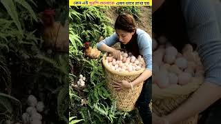 কেন এই মুরগি গুলিকে এমন ভাবে রাখা হয় || Why This Chickens Kept Like That ? #shorts  #chicken #viral