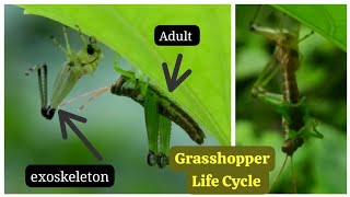 Grasshopper Life Cycle | Incomplete Metamorphosis | Beyond the Eye