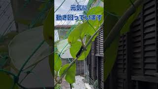 虫嫌いの方は閲覧注意!!オオゴマダラの幼虫がどんどん成長!!毎日ホウライカガミをたくさん食べています!! #shorts #南国の貴婦人 #ガーデニング #家庭菜園 #沖縄 #県蝶