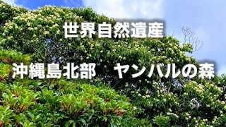 世界自然遺産　沖縄島北部　ヤンバルの森