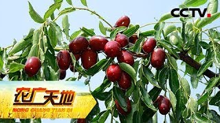 《农广天地》 20180418 枣树开甲技术 | CCTV农业