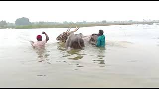 ఎడ్ల ను ఈత కొట్టిస్తున నెల్లూరు జిల్లాకు చెందిన రైతులు🐂🐂👌👌