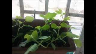 Growth process planted melon seeds 24.11.2012