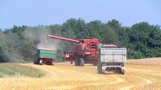 [2018] Árpa Aratás/Barley Harvest/Gerste Ernte