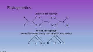 Bioinformatics Lecture 12: Phylogenetics and Molecular Clocks