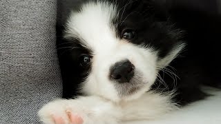 Baby Border Collie who went to get a shot